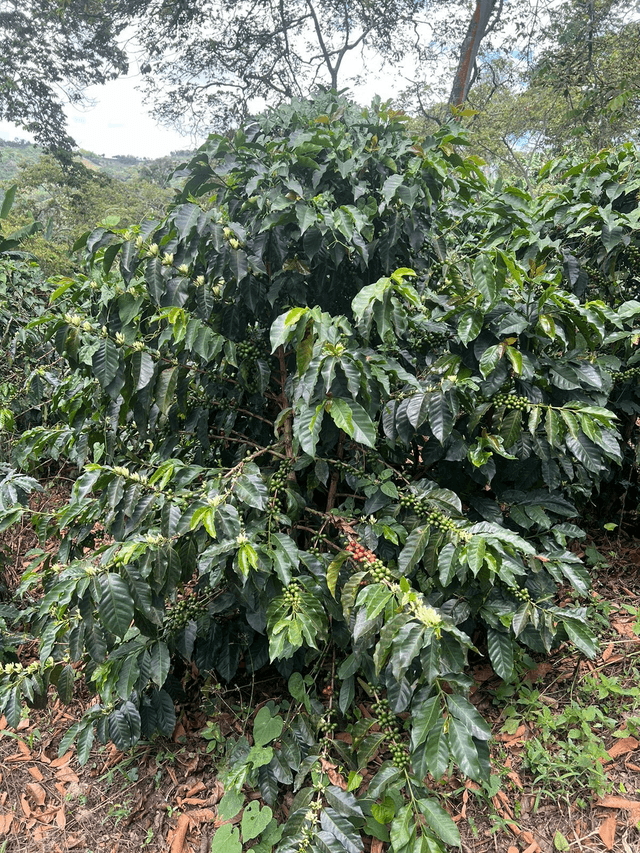 F6 - Colombia